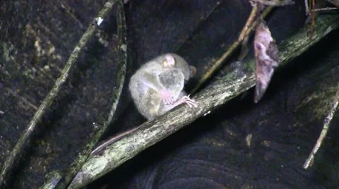 Spectral Tarsier take baby in mouth jumping away in the rainforest Stock Footage