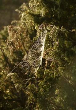 Speder web in a small bush during autumn Stock Photos