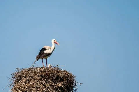 The speech of the white stork Foto stock