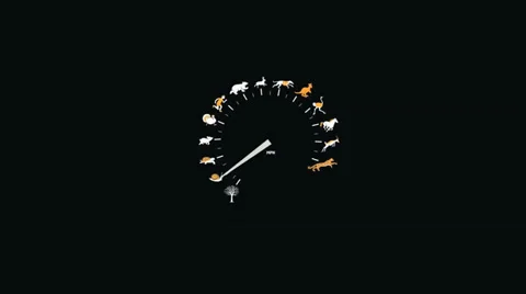 Speed animals speedometer Vidéo 33613701