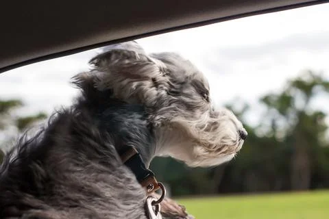 Speed dog Stock Photos