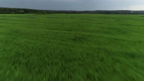 Speed flight over green grass valley with dense trees and clear blue sky aerial Stock Footage 145190646