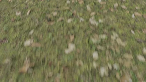 Speed forest road flight, seamlessly loop-able cycled. 4k UHD 3840x2160. Video stock 239096424