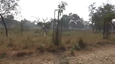 The speed in the forest6 Stock Footage 33473557