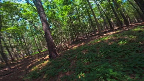 Speed FPV drone flight through woodland scenery in a North Carolina forest. Vidéo 315607269
