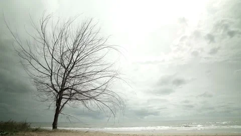 Speed moving wind blowing Lonely dried tree on the beach in a cloudy day Stock Footage 221214840