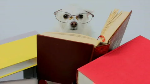 Speed-Reading Dog Stock Footage