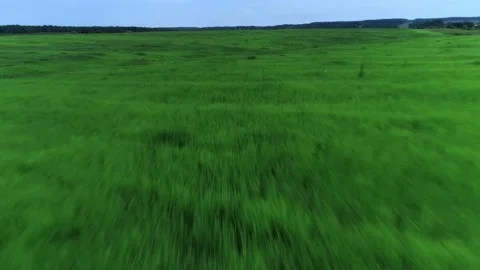 Speed reverse movement flying over amazing fresh natural field with green grass Stock Footage 145190522