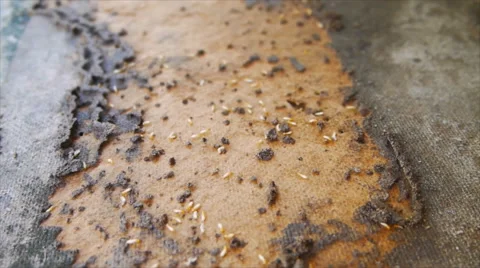 Speed video of running termite Stock Footage 43222439