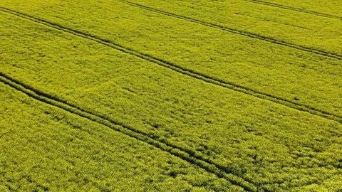 Speed Zoom-in with Circular Motion Over a Blooming Rapeseed Field in Spring Video stock 309029211