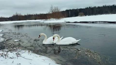 Speedboat view of floating swans Video stock 234325207