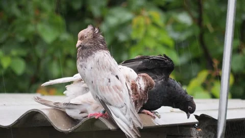Speeded up video of pedigree pigeons perching outdoors on a roof on a rainy Stock Footage 346422799