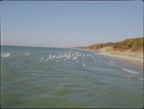 Speeding over bird flock along Autumn coast 1990s 35mm film Video stock 136384090