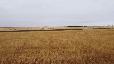Speeding through Yellow Prairie Fields Stock Footage 139791305