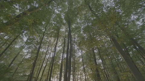 Speedramp into the Woods Stock Footage 129303276