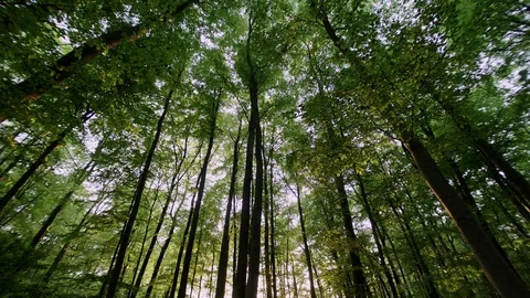 Speedramp into the Woods Stock Footage 129304523