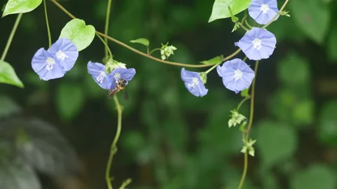 Speedwell beautiful tiny blue flowers Stock Footage 139271189
