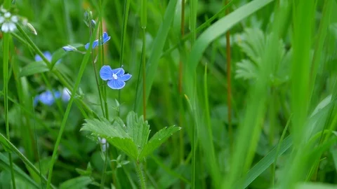 Speedwell Bundle Stock Footage 98942525