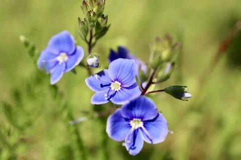 Speedwell close up Foto stock