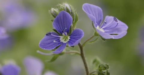 Speedwell, flower close-up, 4K Stock Footage 244396110