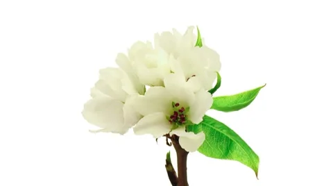 Speedy blooming of apple tree. Time lapse. Stock Footage 8547850
