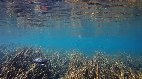 Speedy Turtle In Florida Spring Stock Footage 89355140
