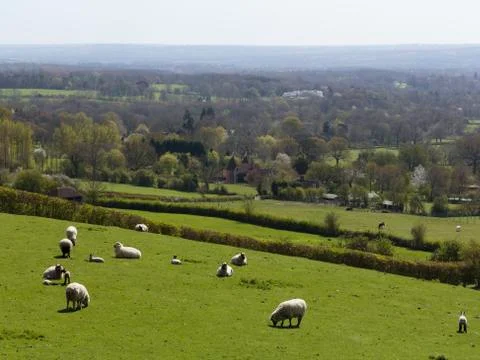 Speep grazing Stock Photos