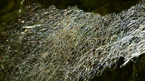 Speider web moving in the wind Stock Footage 12765279