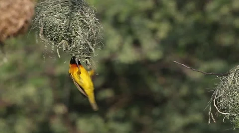 Speke's Weaver, ploceus spekei, Male working on Nest, Bogoria Park in Kenya Stock Footage