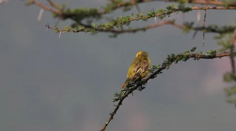 Speke's Weaver, ploceus spekei, Male in Flight, taking off from Branch, Bogoria Stock Footage