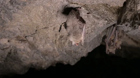 Speleological surveys in a deep cave. A group of small brown bats are sleeping Stock Footage 121200893