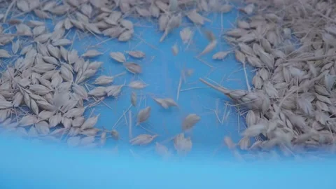 Spelt cereals falling down in a basket. Slow motion of cereals, corn, wheat qual Stock Footage 137231599