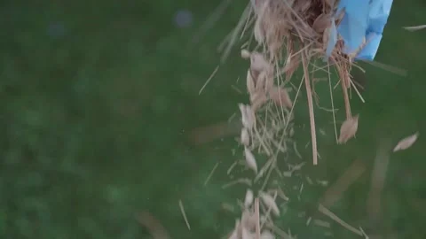 Spelt cereals falling down in a basket. Slow motion of cereals, corn, wheat qual Stock Footage 137231946