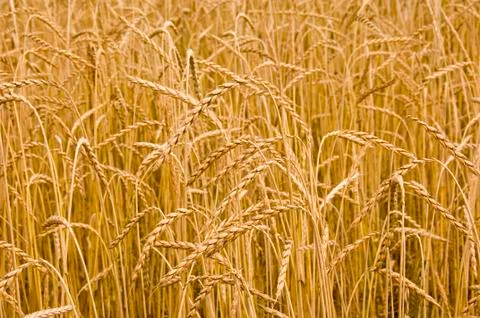 Spelt ears Stock Photos