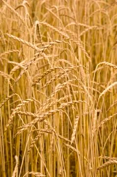 Spelt ears Stock Photos
