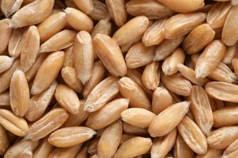 Spelt grains (full-frame) Stock Photos