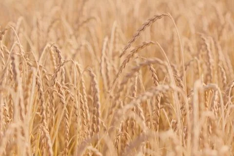 Spelt plant Stock Photos