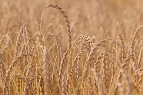 Spelt plant Stock Photos