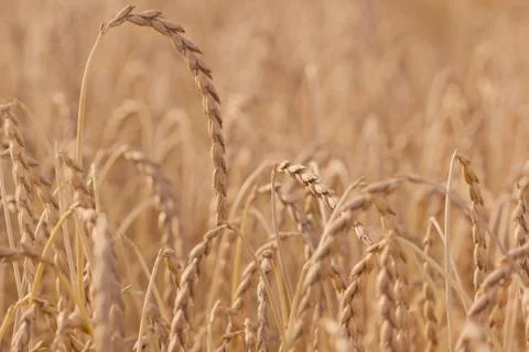 Spelt plant Foto stock
