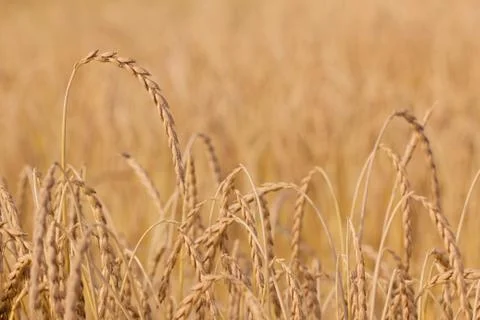 Spelt plant Stock Photos