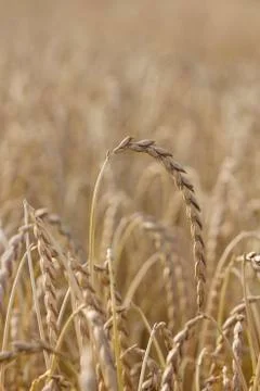 Spelt plant Stock Photos