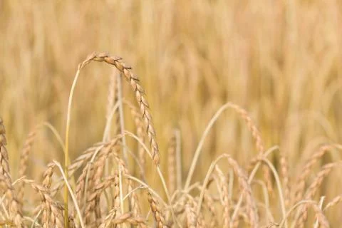 Spelt plant Stock Photos