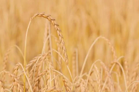 Spelt plant Stock Photos