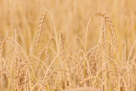 Spelt plant Stock Photos