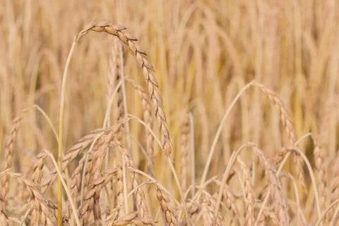 Spelt plant Stock Photos