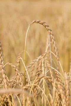 Spelt plant Stock Photos