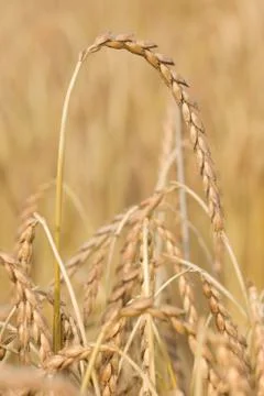 Spelt plant Stock Photos
