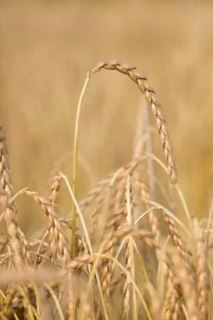 Spelt plant Stock Photos