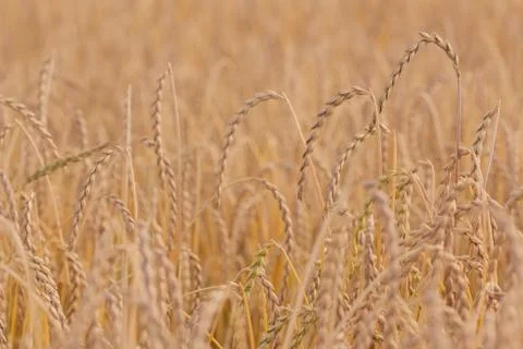Spelt plant Stock Photos