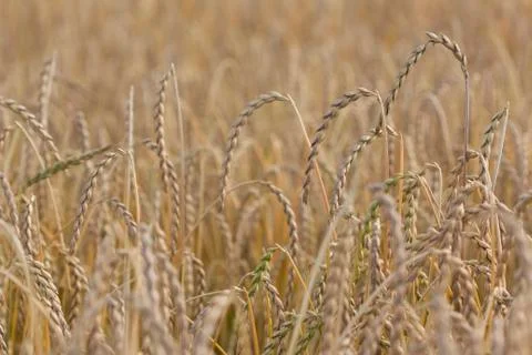 Spelt plant Stock Photos